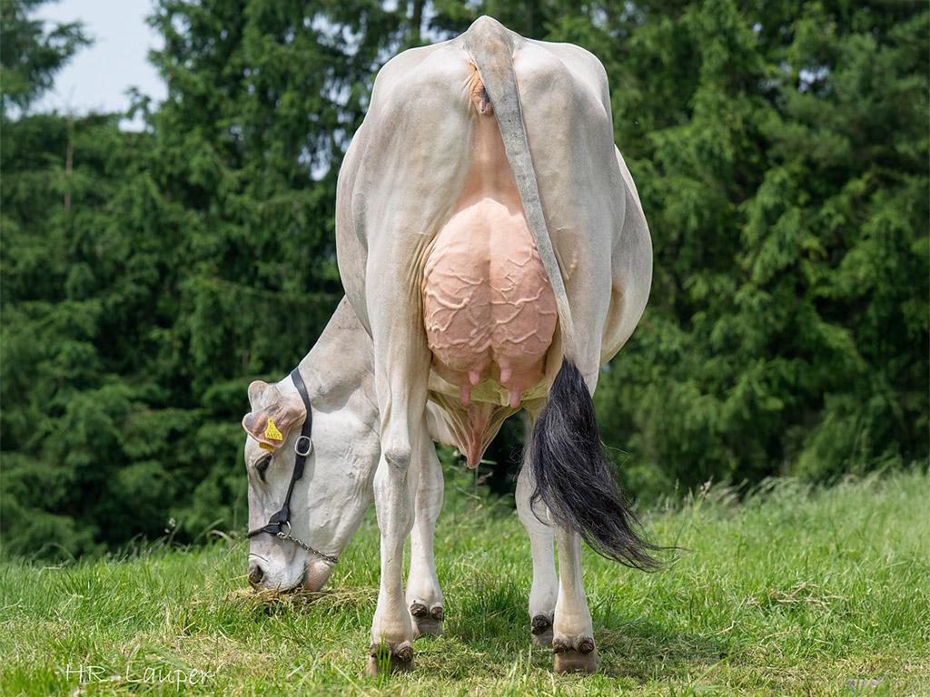 COOPER (Sting x Arif x Cliff), 2024 geboren, ist der leistungsstärkste Brown Swiss-Jungstier seines Jahrgangs mit GZW 1’458. Er kombiniert hohe Milchleistung und Inhaltsstoffe mit starker Eutergesundheit, Fruchtbarkeit und bewährter Abstammung.