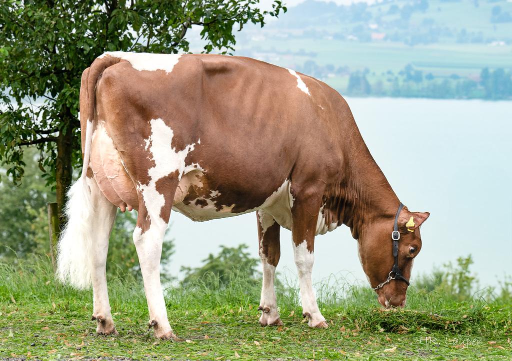 SPRINT (Gulliver x Hary x Gregor) vereint + 700 kg Milch mit Mastitisresistenz, Leichtkalbigkeit und starkem Exterieur. Aus einer bewährten EX-92-Kuhfamilie stammend, bietet er zuverlässige Genetik für nachhaltige, rentable Herdenentwicklung.