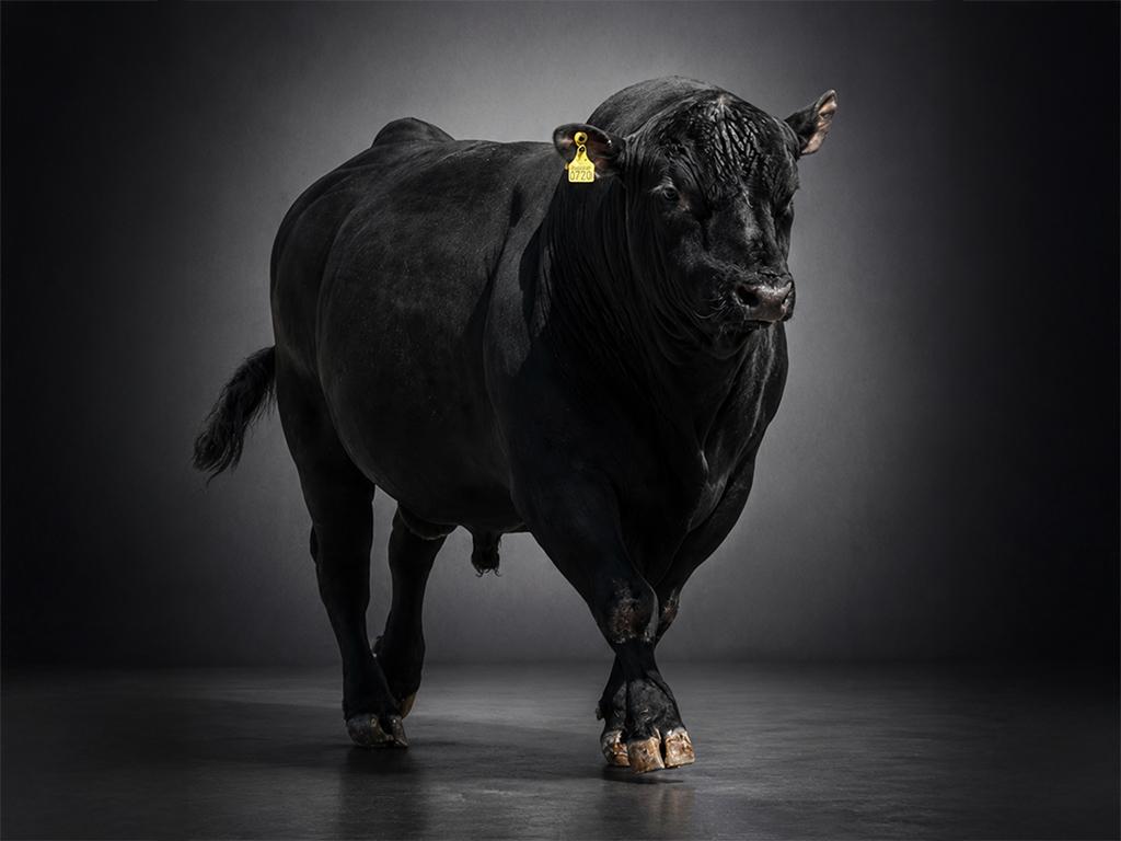 ELANO PP ist ein homozygot hornloser, nachzuchtgeprüfter Angus-Stier für Beef-on-Dairy. Er kombiniert kontrollierte Geburten mit schweren, gut bemuskelten Kälbern und überzeugt durch hohe Mast- und Schlachtleistung für maximale Wertschöpfung.