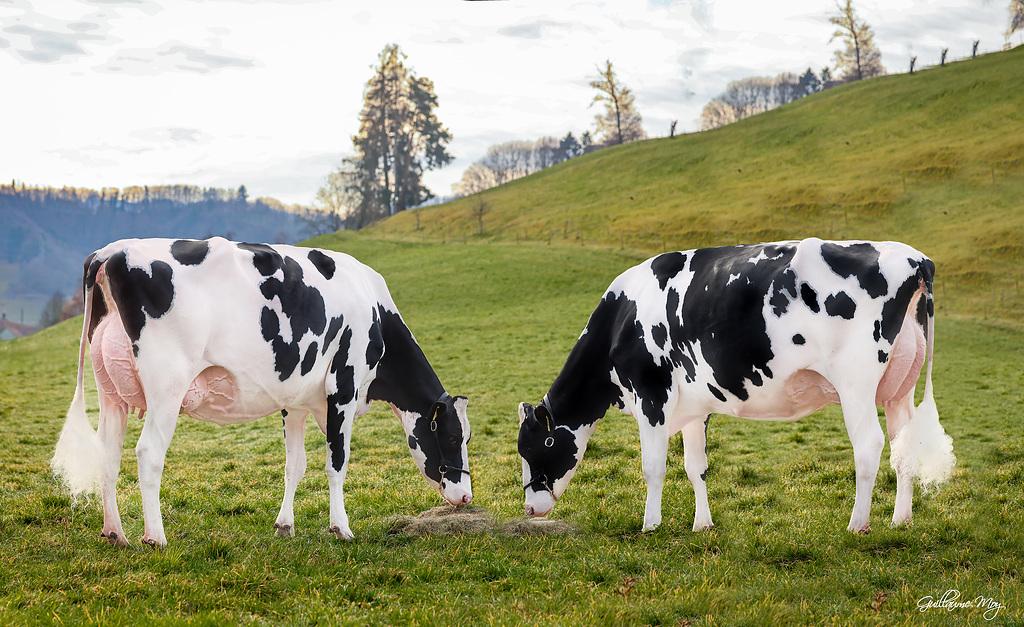 DOVER‑ET RDC ist ein Holstein-Stier mit Rotfaktor, der starke Leistung, positive Inhaltsstoffe und ausgeglichene Genetik vereint. Mit sehr gutem Euter, solidem Exterieur und funktionellen Merkmalen fördert er Gesundheit und Langlebigkeit.