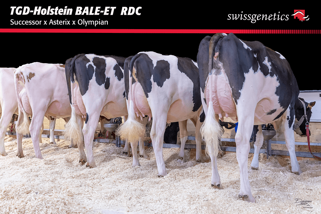 El grupo de TGD-Holstein BALE-ET RDC en la exhibición.
