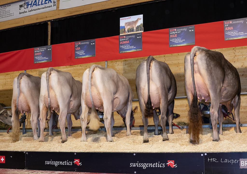 Daughter group of GoldHill Huge Sg JJ P