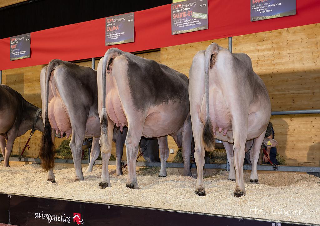 Daughter group of GoldHill Nice Gp CALANO SG-ET