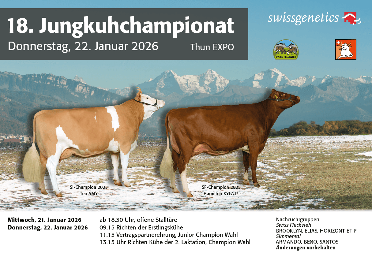 Am 22. Januar 2026 findet in der EXPO Thun das Jungkuhchampionat statt. Gezeigt werden vielversprechende Nachzuchtgruppen von Swissgenetics-Stieren. Offene Stalltüre am 21. Januar ab 18.30 Uhr.