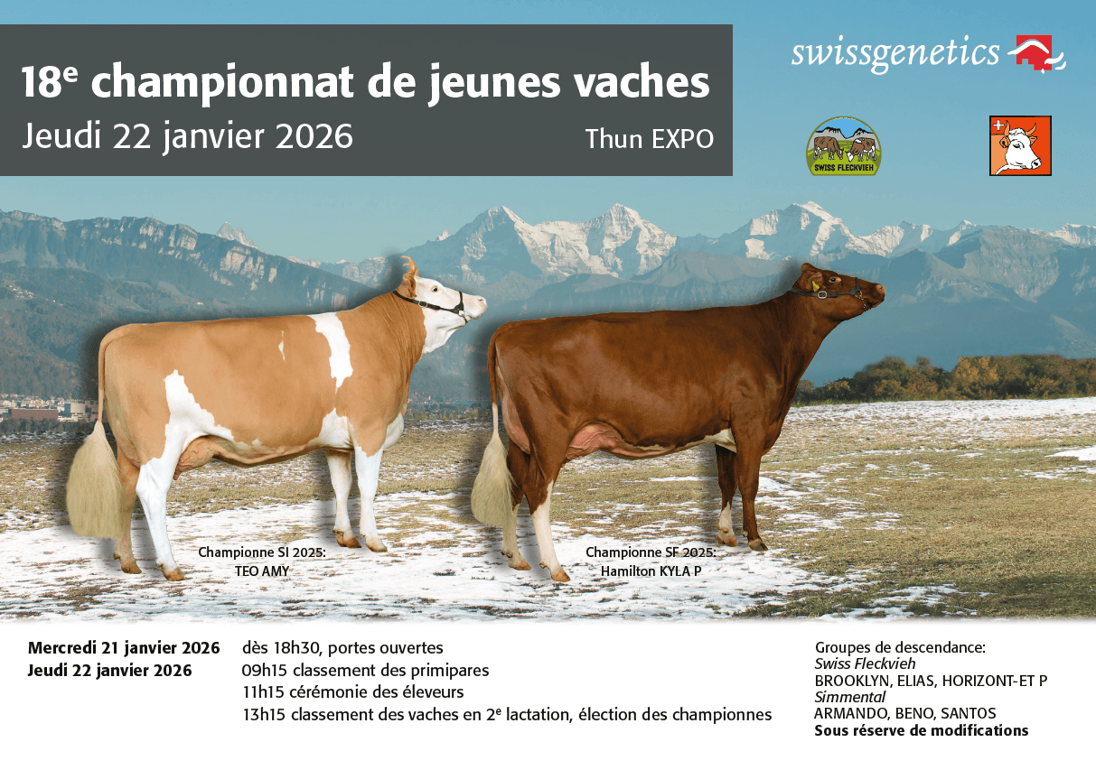 El Campeonato anual de vacas jóvenes se celebrará el 22 de enero de 2026 en la EXPO Thun, con presentación de prometedores grupos de progenie de toros Swissgenetics y jornada de puertas abiertas el 21 de enero por la tarde.