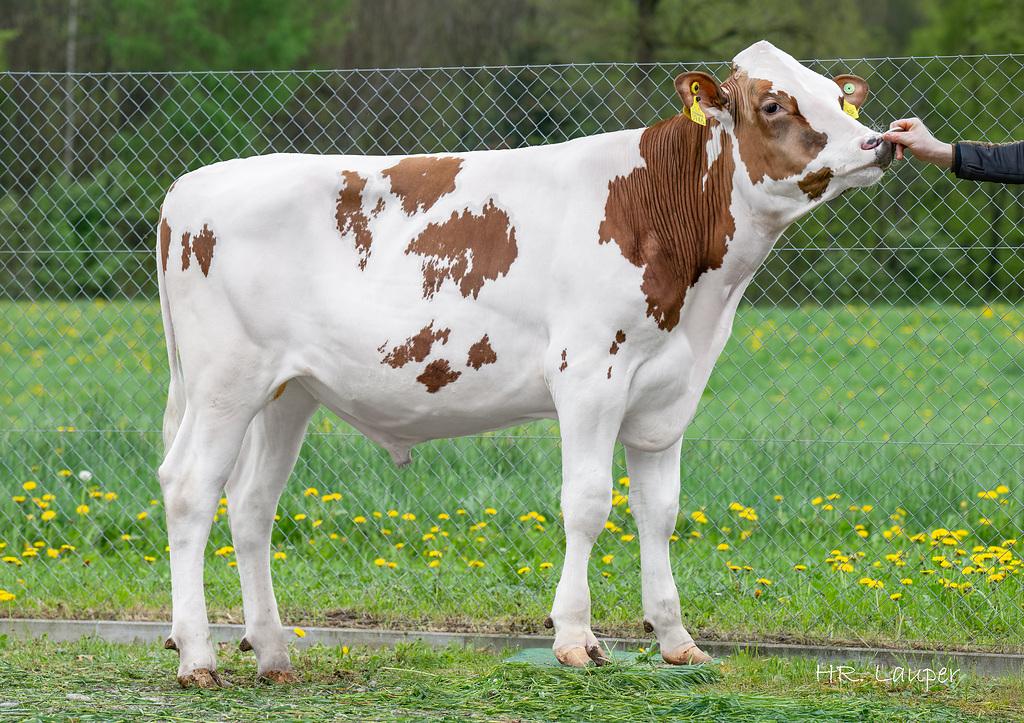 JBT ASSYRO ist ein vielversprechender Red-Holsteinstier mit starkem Pedigree rund um King Doc ARROW. Er überzeugt mit + 1389 kg Milch, positiven Inhaltsstoffen, sehr guten Euter- (121) und Gliedmassenwerten (125) sowie Kappa-Kasein BB.