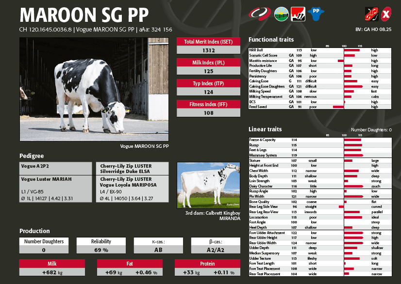 The famous holstein bull MAROON SG PP is available as SeleXYon and Spermivital doses