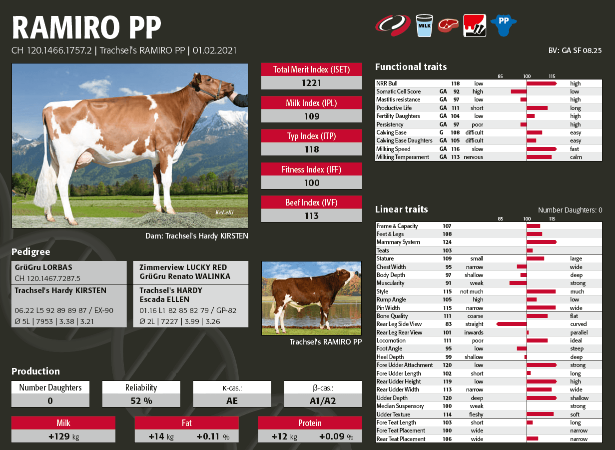 The Swiss Fleckvieh bull RAMIRO PP carries the homozygous polled logo