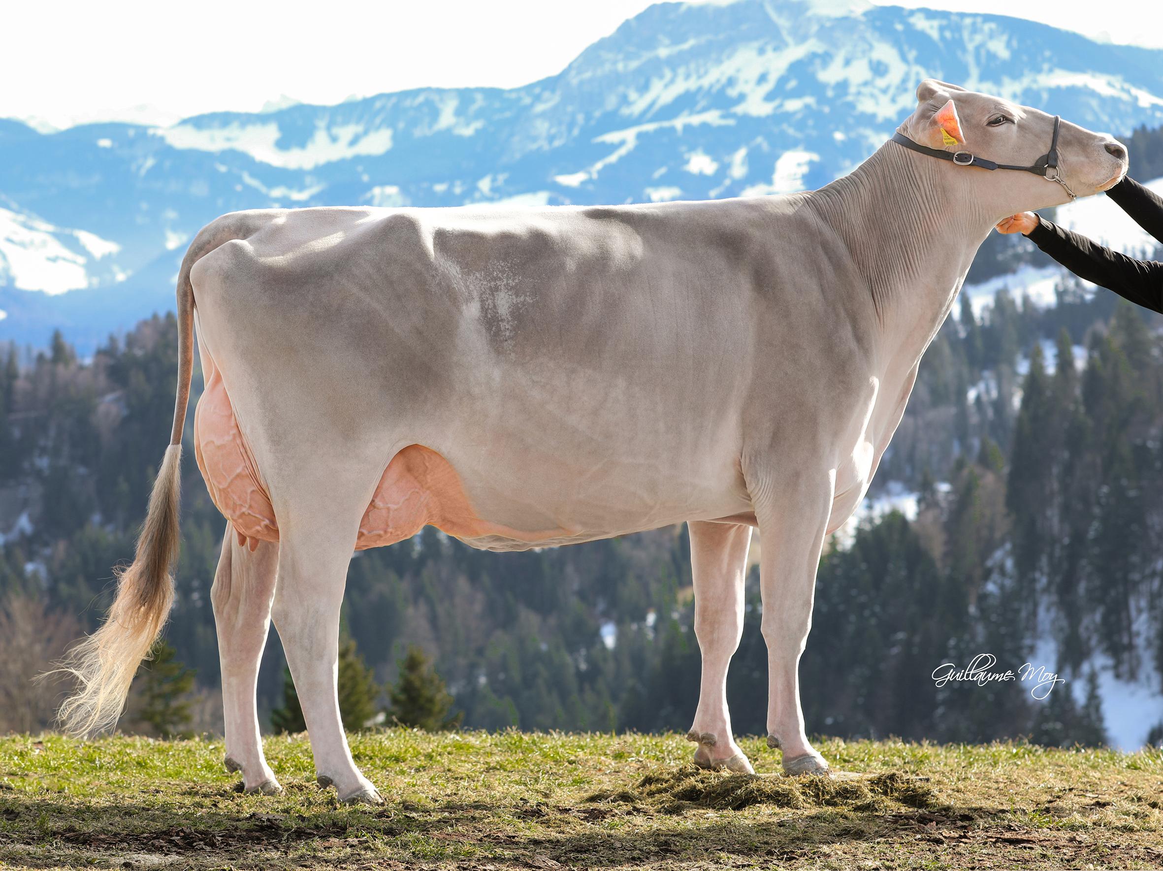 GoldHill Bender CALUNA SG EX-94 (udder score 97)