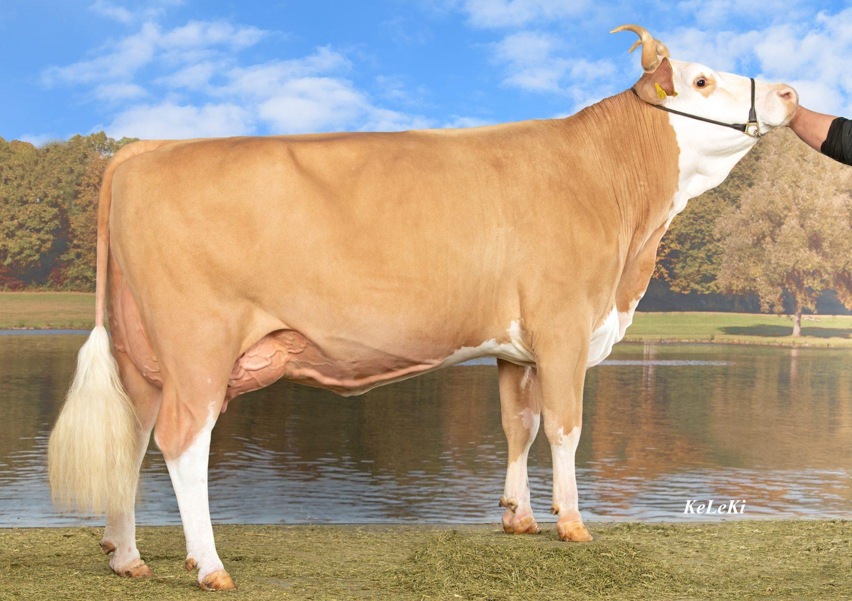ROSENKOENIG P is a high-production, heterozygous polled Simmental sire combining milk yield, A2/A2 beta-casein, health traits, balanced conformation and calving ease.