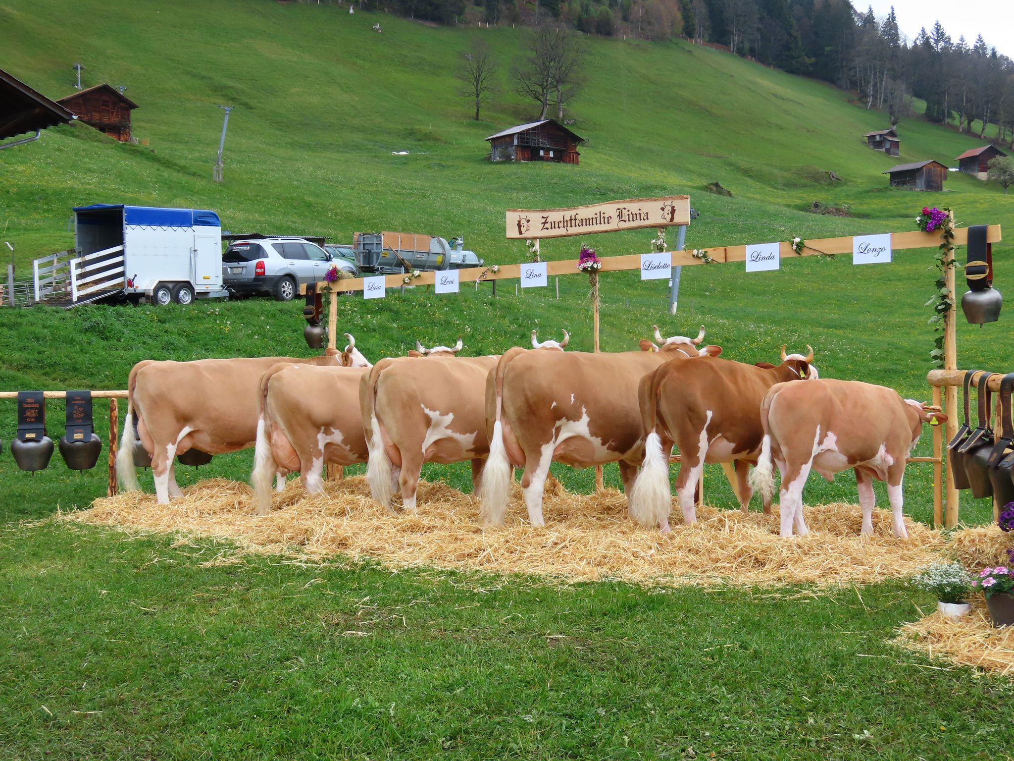 LEANO ist ein Simmental-Stier mit bewährter Abstammung, hoher Milch-, Fett- und Eiweissleistung sowie Kappa-Kasein BB und Beta-Kasein A2/A2. Ausgewogenes Exterieur, starke Euter und gute Gesundheitswerte fördern langlebige, effiziente Herden.