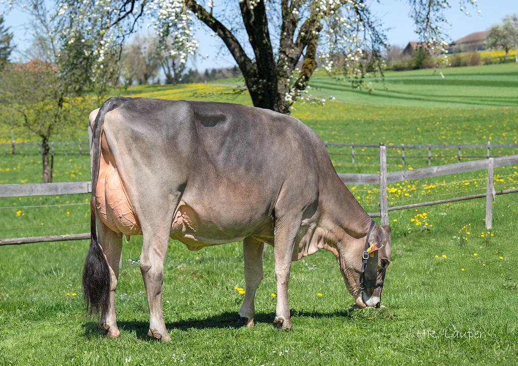 Die April-Zuchtwertschätzung bestätigt GUY als führenden nachzuchtgeprüften Brown Swiss-Stier der Schweiz. Er überzeugt mit hoher Milchleistung, starken Fitnesswerten, funktionellem Exterieur und eignet sich ideal für moderne, auch robotergestützte Milchviehbetriebe.