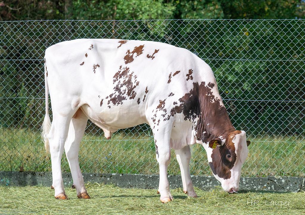 PHOENIX P überzeugt als hornloser Red-Holstein-Stier mit Spitzenwerten für Produktion, Langlebigkeit und Exterieur. Mit LPI 3913 und ISET 1400 steht er an der Spitze und vererbt leistungsstarke, funktionelle Kühe.