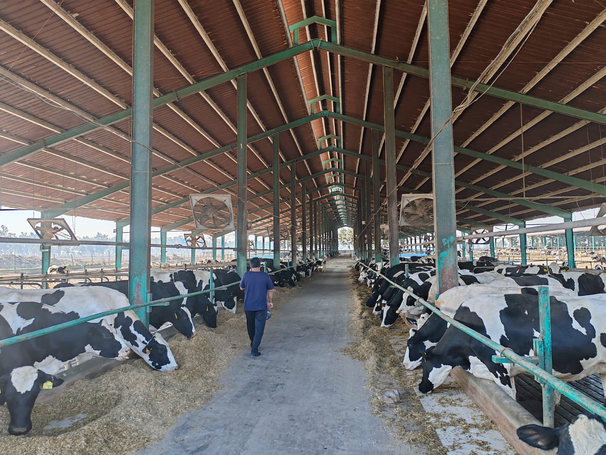 Nayyab Dairy Farm mit seiner Herde von 600 Kühen