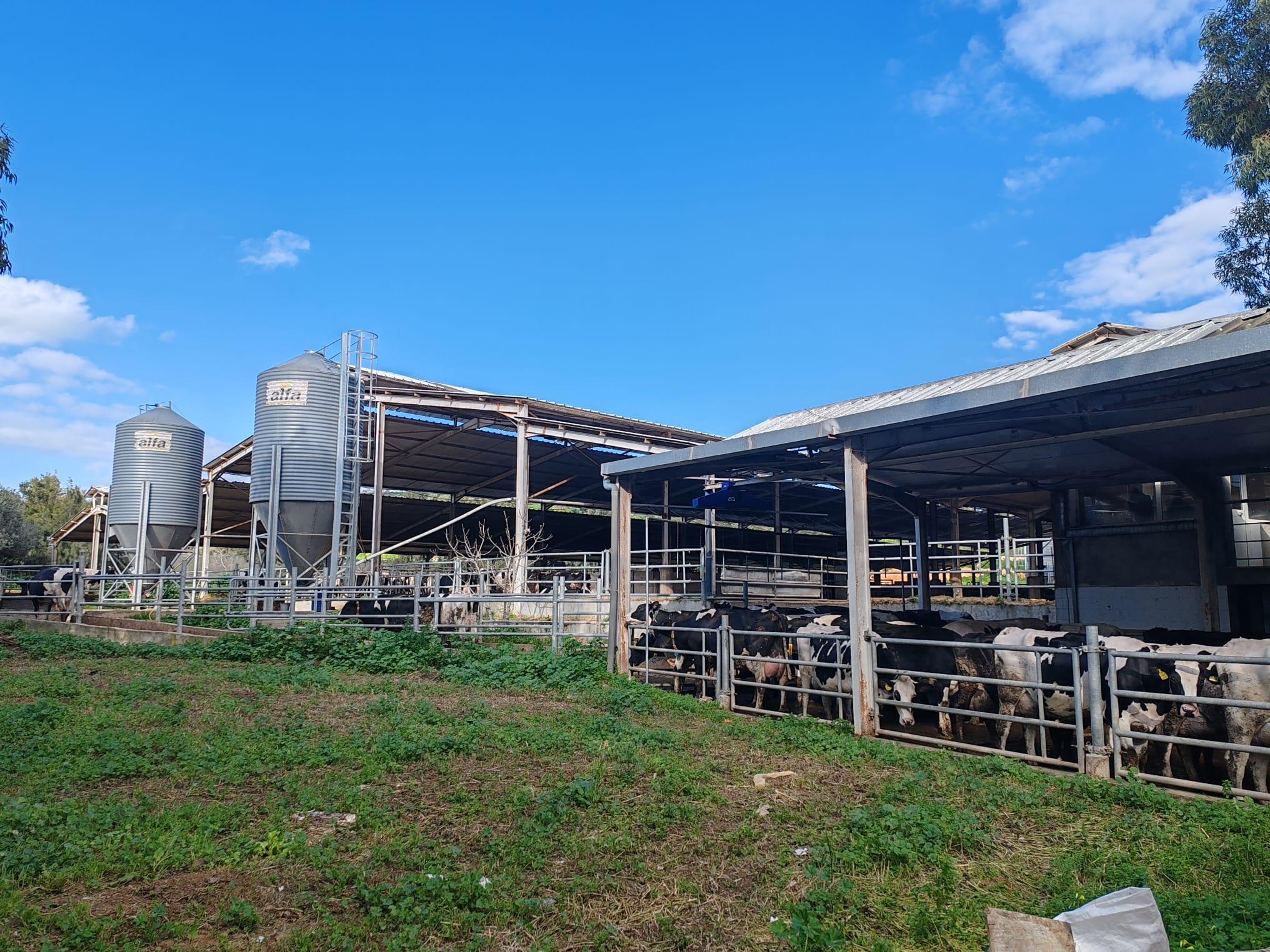 Holstein-Zuchtbetrieb im Verwaltungsbezirk Bizerte