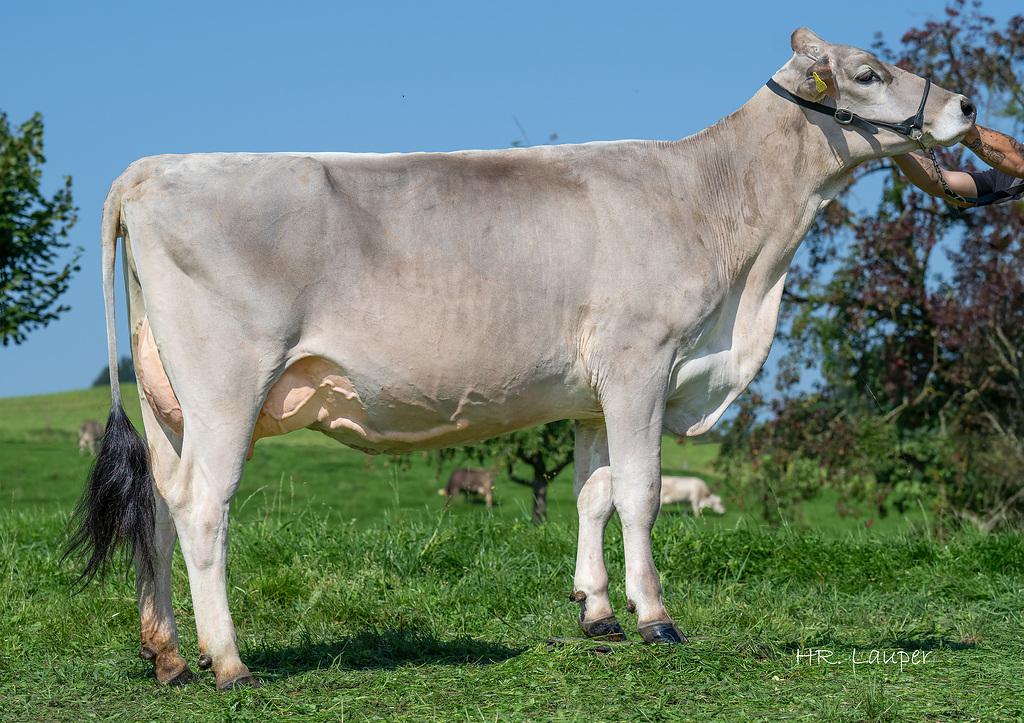 CELIO überzeugt als sicherer, geprüfter Stier mit + 706 kg Milch, starken Fitnesseigenschaften und FIW 110. Tiefe Zellzahl, lange Nutzungsdauer sowie ein ausgeglichenes Exterieur machen ihn zu einem verlässlichen Leistungsvererber.