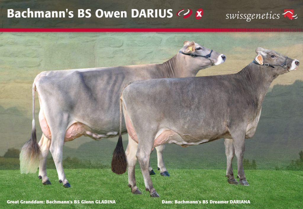 Owen x Dreamer x Assay x Glenn x Zoldo The Owen-son comes from Bachmann’s Dreamer DARIANA VG-85 (udders 85) who proudly produced 9,950 kg milk in the first lactation. His grand-dam Bachmann’s BS Assay ALINA EX-93 (udders 93) also impresses in performance with average milk yield from four lactations of 12,439 kg milk. In the third and fourth generation we meet Glenn GLADINA and Zoldo ZILLI. They have both produced considerably more than 100,000 kg milk and are classified EX-95 with an udder score of 96. The strong conformation scores in DARIUS’ maternal line are reflected in his own breeding