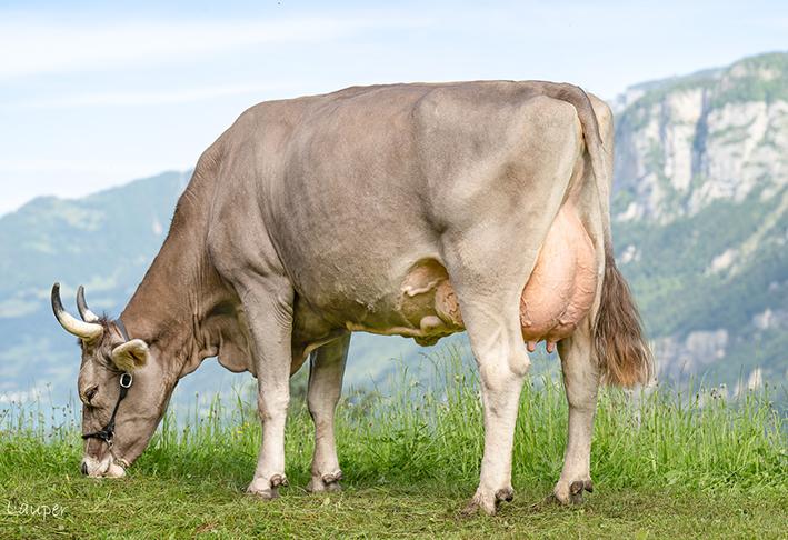 BAILEYS – ein kompletter Original Braunvieh-Stier mit einem Outcross-Profil BAILEYS ist ein Original Braunvieh-Stier mit Outcross-Pedigree, starkem Exterieur und hoher Euterqualität. Er überzeugt durch Fruchtbarkeit, Milchfluss und BB-Kappa-Kasein und eignet sich für langlebige, effiziente und ausgewogene Kühe.