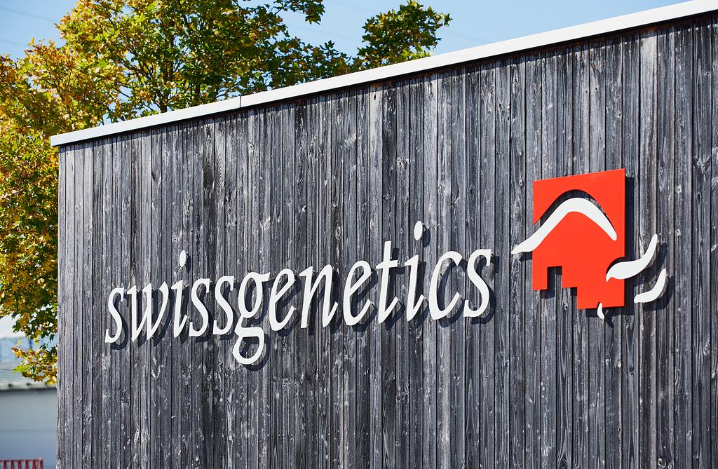 In consultation with the board of Swissgenetics, Christoph Böbner has decided to step down from his position as CEO with immediate effect. Christoph Böbner was elected CEO by the board of Swissgenetics in January 2019. The board would like to thank Christoph Böbner for his great commitment to Swissgenetics and wishes him all the best for the future. The search for a successor began immediately. Matthias Schelling is taking over the management of Swissgenetics on an interim basis. The 54-year-old agronomist has been working at swissherdbook since 2002.