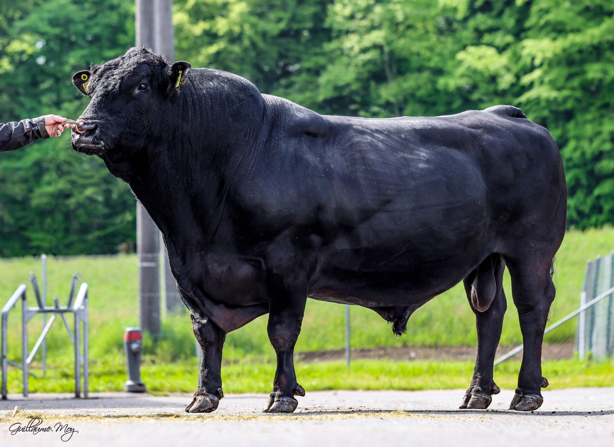 Beef on Dairy eine Strategie, welche die Milchviehzucht verändert Vorschaubild: News